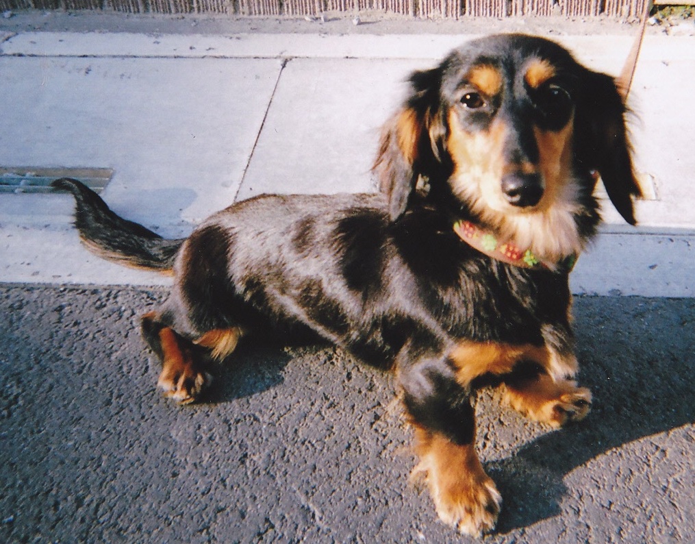 ブラック＆タン色の愛犬（COCOA）が道路で真っすぐみている全身を横から写した写真