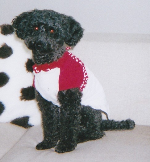 黒色のくるくるした毛の犬が白と赤の洋服を着てソファーの上に座っている写真