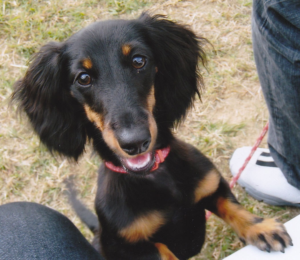 椅子に手をおいて足の間から顔をのぞかせている愛犬（ハナ）の写真
