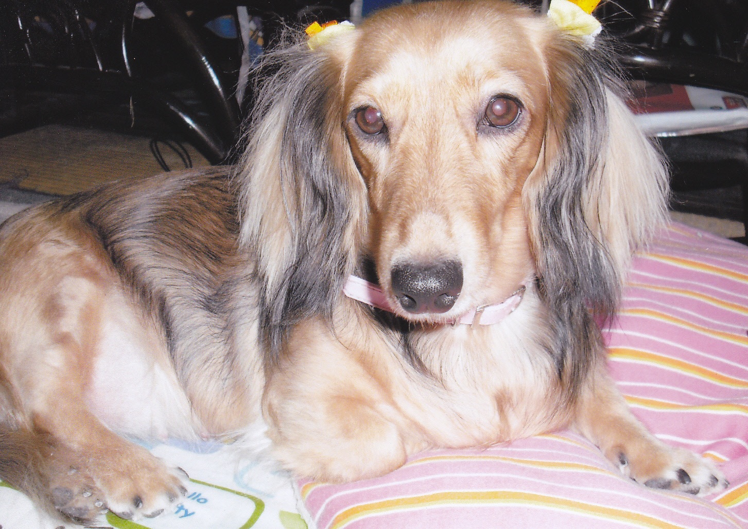 耳に黄色の飾りをつけた愛犬（キャンディー）がくつろいでいる写真