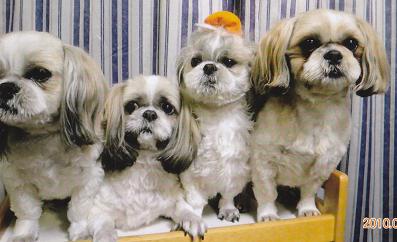 4匹の鼻がぺちゃんこでシルバーの毛並みをした（レオ・リリ・ラブ・アイ）が並んでいる写真