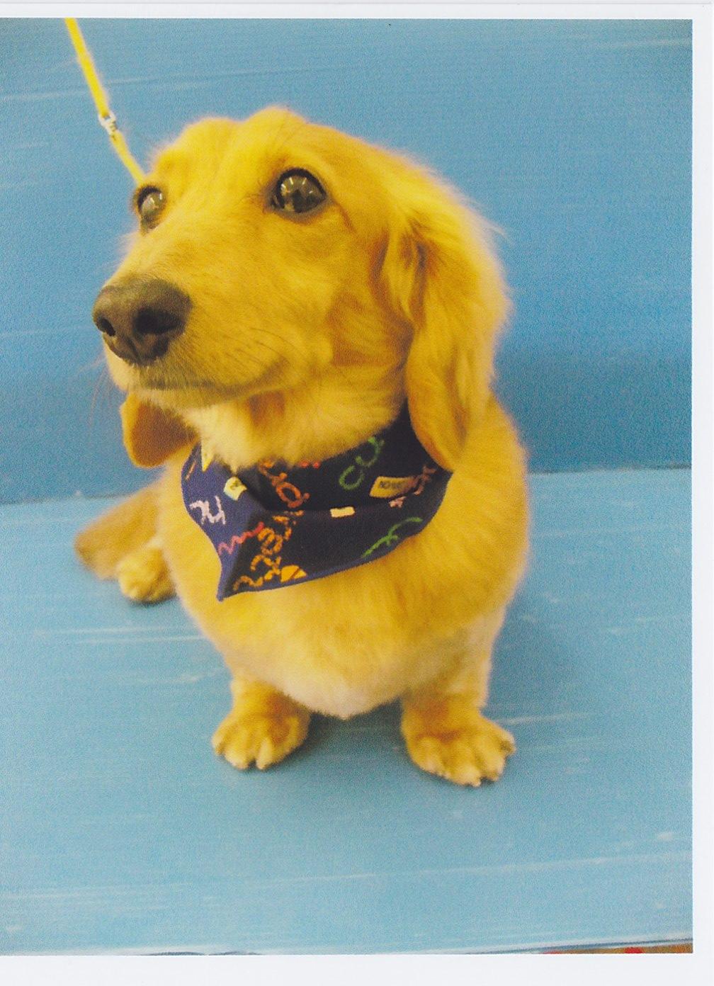 黄色の毛で覆われ耳が垂れている犬が、首に紺色のスカーフを巻いてリードに繋がれている写真