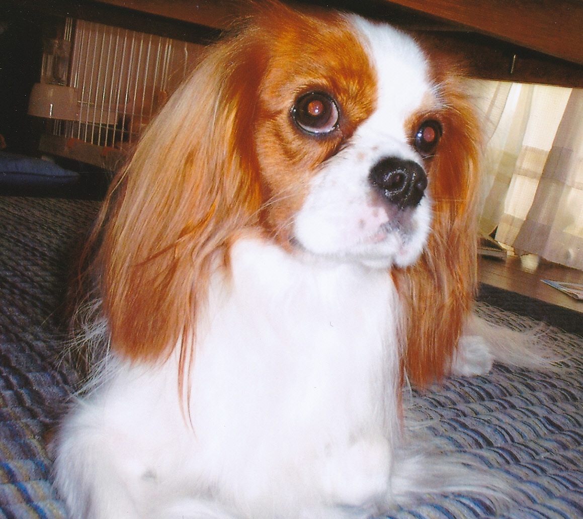 胴体が白のサラサラした毛並みで、目の周りと垂れた耳が茶色の毛色をした犬がテーブルの下で伏せている写真