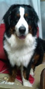 お腹と鼻の周りだけが白く、他は黒色をした愛犬（なつめ）が座ってじっと正面を見ている写真