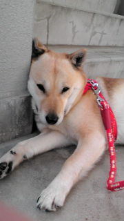 薄茶色と白が混ざった毛色で覆われた犬が、赤色のリードに繋がれて石の階段近くで横になっている写真