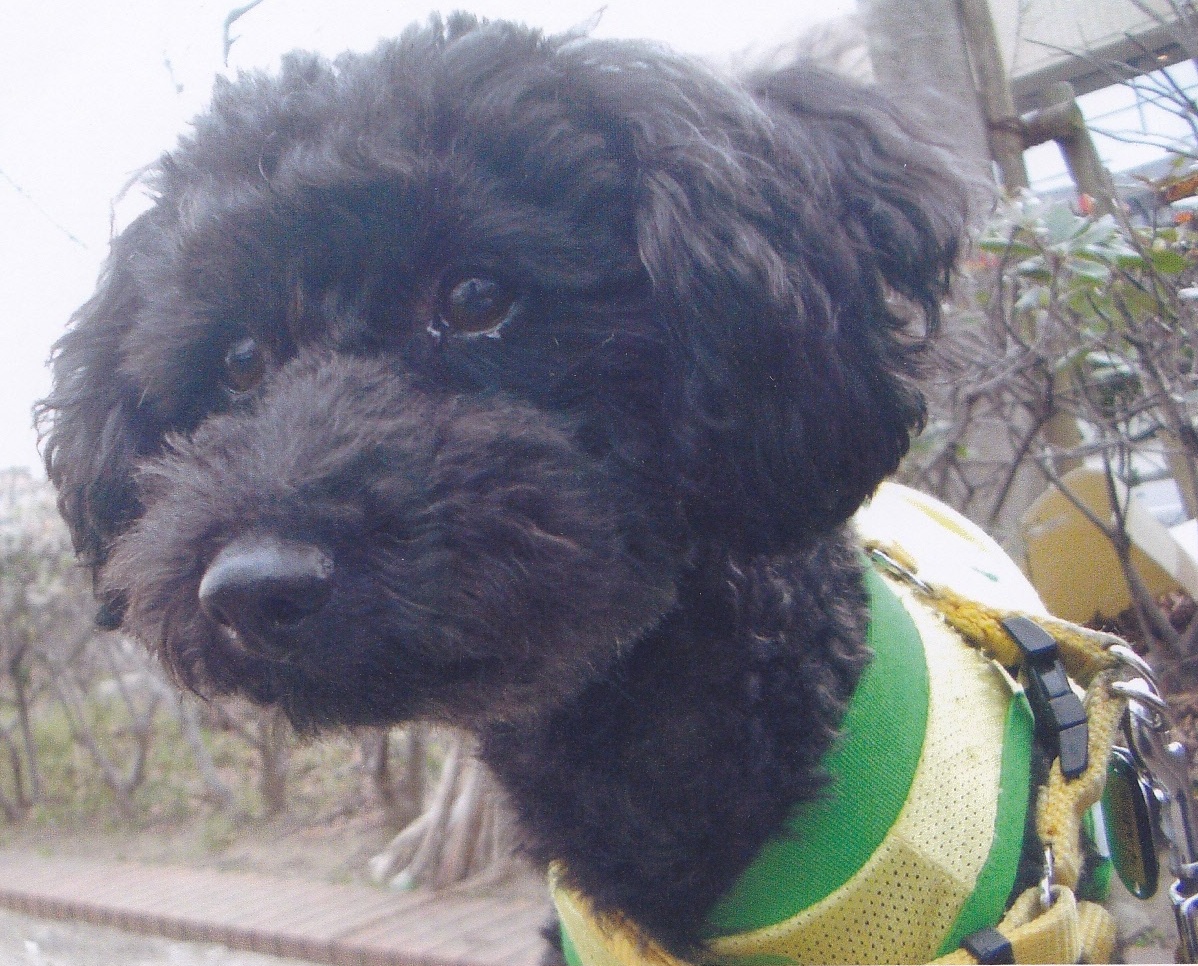真っ黒な顔に緑に黄色の首輪をした愛犬（モカ）の顔だけを斜め前から写した写真