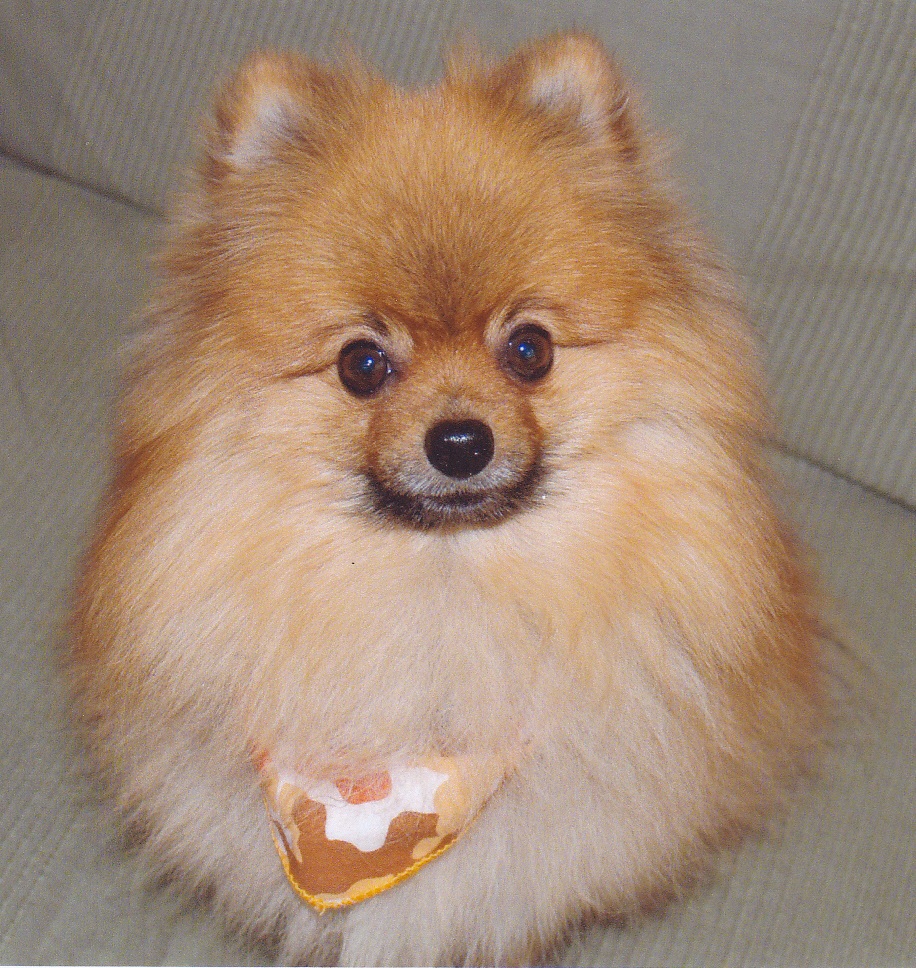 三角の耳をした茶色の犬が布の首輪を付けてカメラ目線で見上げている写真