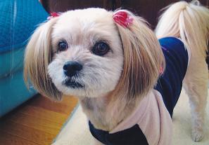 ベージュが混ざったような白色の毛色で両耳が垂れ下がっている犬の写真