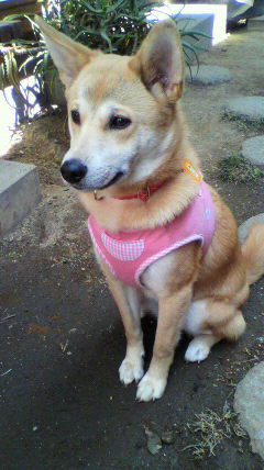 薄茶色と白の毛色で覆われた犬が、ピンク色の犬用の洋服を身に着けて庭に座っている写真