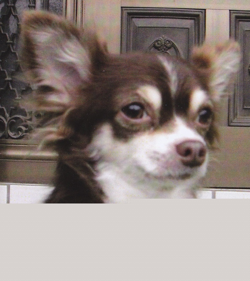 やわらかい質感の毛に覆われ、こげ茶や白色の毛色をした犬の顔付近をアップで撮った写真