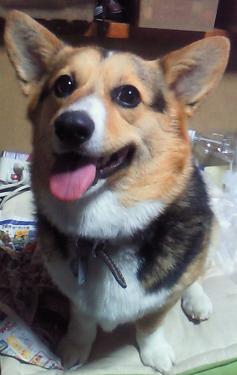 室内でお座りをしている愛犬（らぶ）が舌をだしながら見つめている写真
