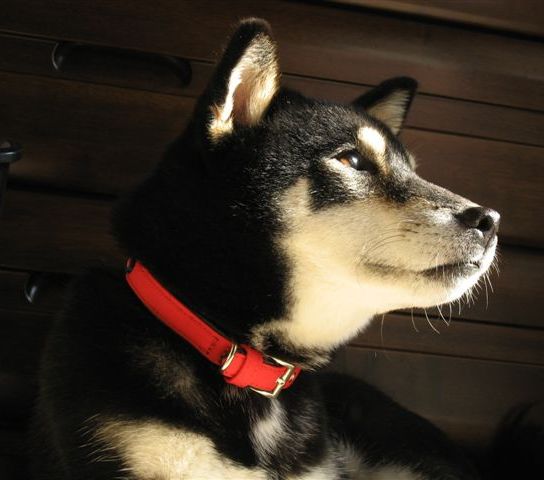 全身が黒で顔部分だけが白く、真っ赤な首輪をした愛犬（さくら）が遠くを見つめている横顔を写した写真