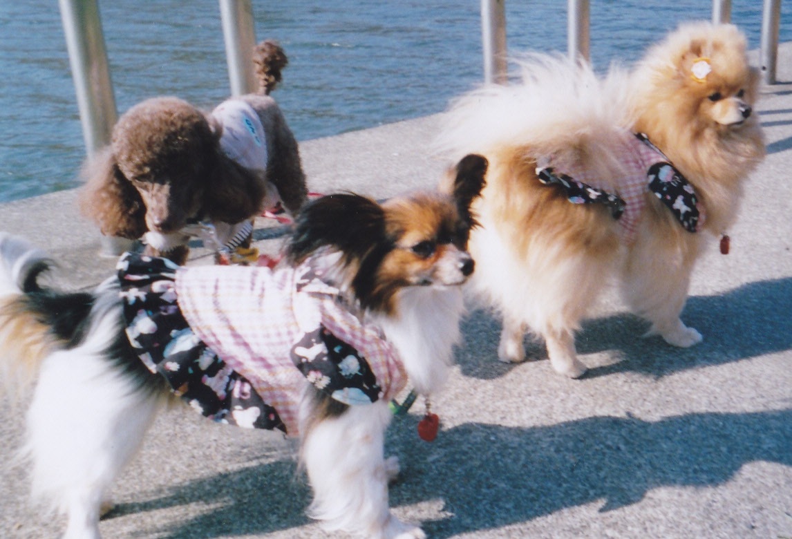橋の上をトイプードル、パピヨン、ポメラニアンの3匹で散歩をしている写真
