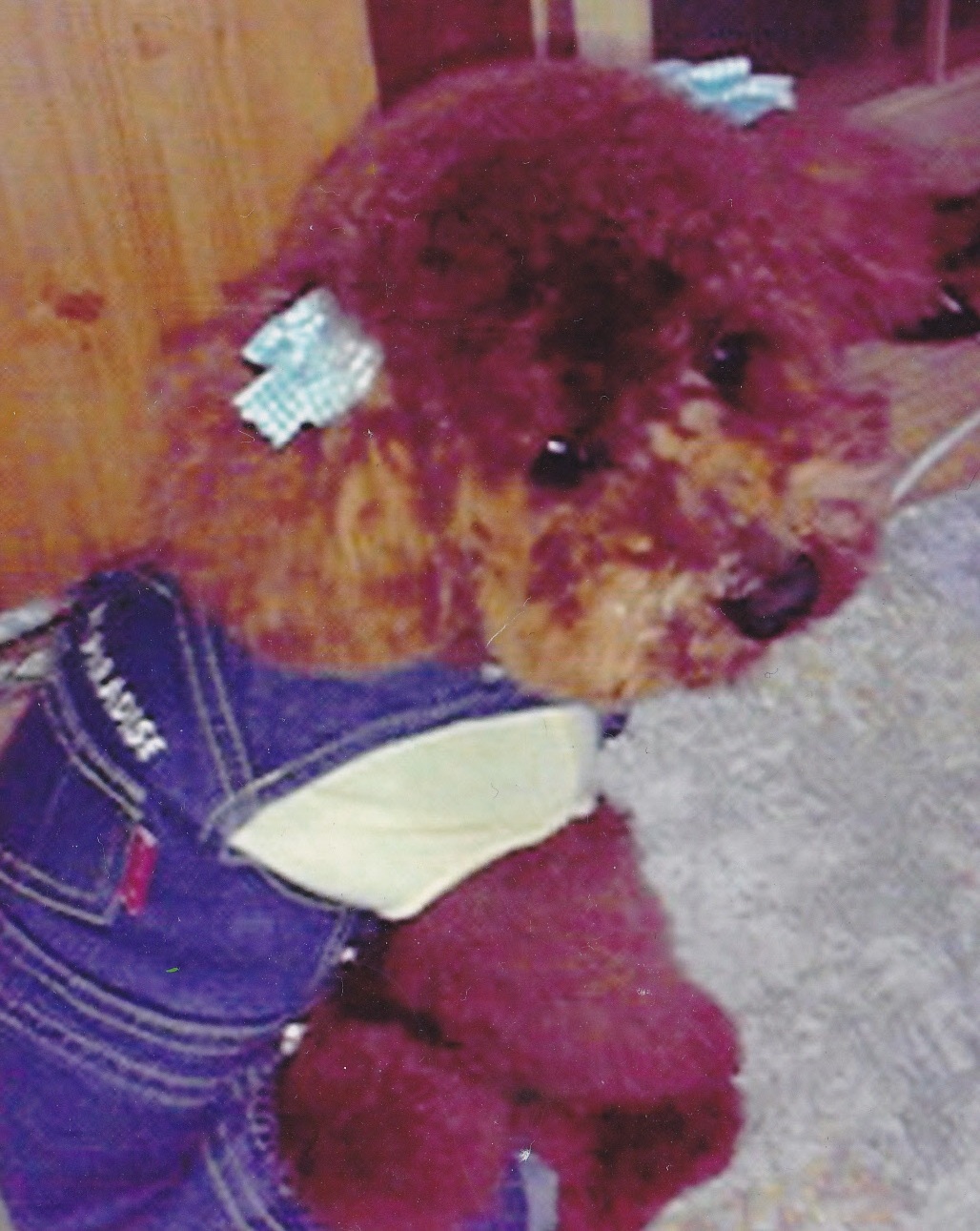 茶色でもこもこした毛に覆われた犬が耳飾りやデニム風の洋服を着て座っている写真