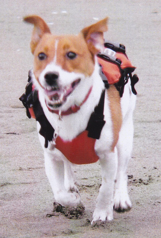 耳と背中が茶色で足をお腹が真っ白な愛犬（アーチ）が砂浜を洋服を着てさっそうと歩いている写真