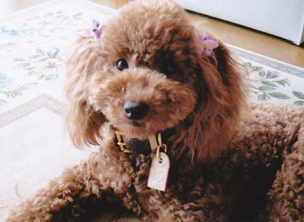 耳にリボンをつけている茶色のもこもこ毛並みをした愛犬（チャーミー）が室内で伏せをしている写真