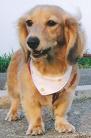 茶色の毛並みをした愛犬（COCO）がステイを付けて道路に立っている写真