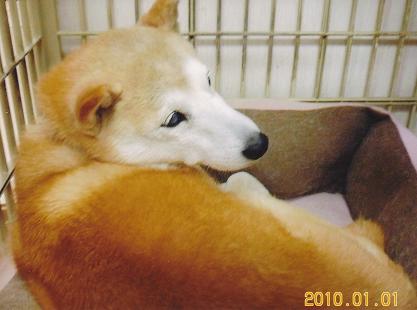 ゲージの中で丸まっている全身茶色で顔が白みがかった愛犬（かや）の写真