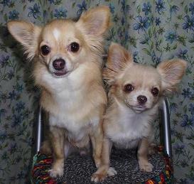 一つの椅子に並んで座っている小さな愛犬（リクとハナ）の写真