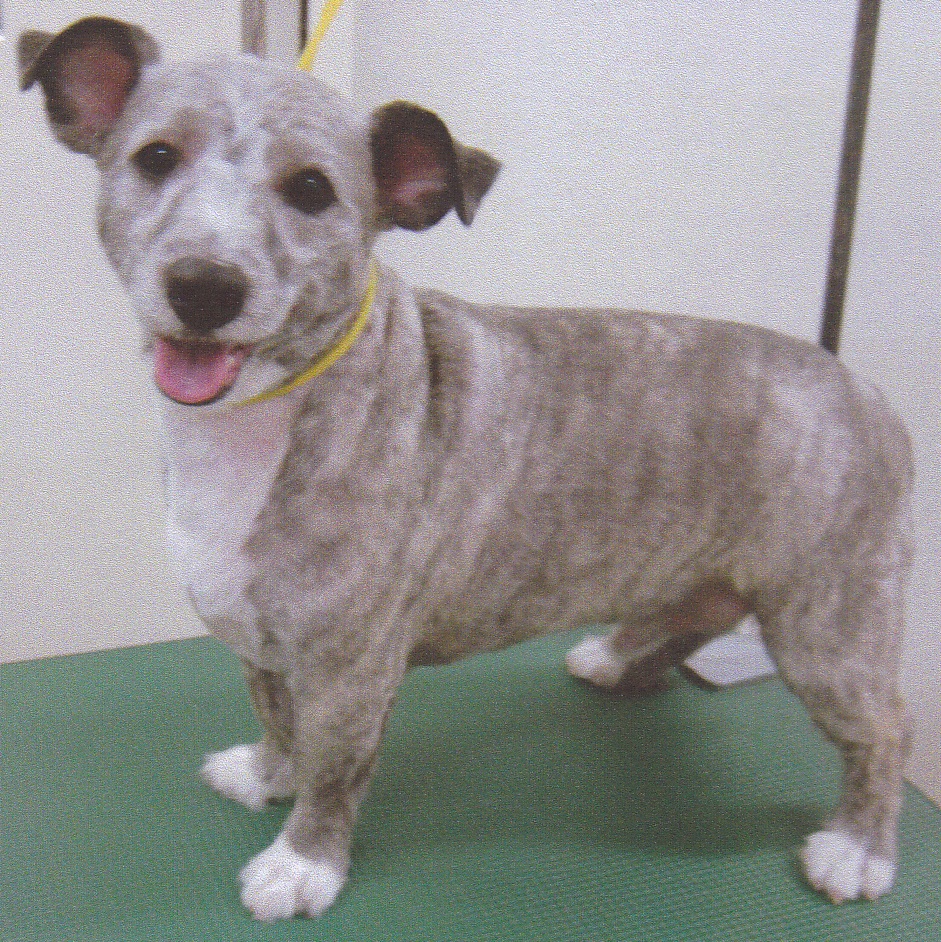 体全体がグレーで、胸やつま先の部分が白の毛色で覆われた犬が、顔だけこちらを向いてカメラ目線をしている写真