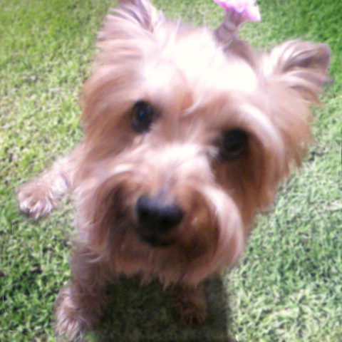 茶色の毛で全身が覆われて、やわらかい質感の毛をした犬が頭の部分の毛を結ばれ芝生に座っている写真