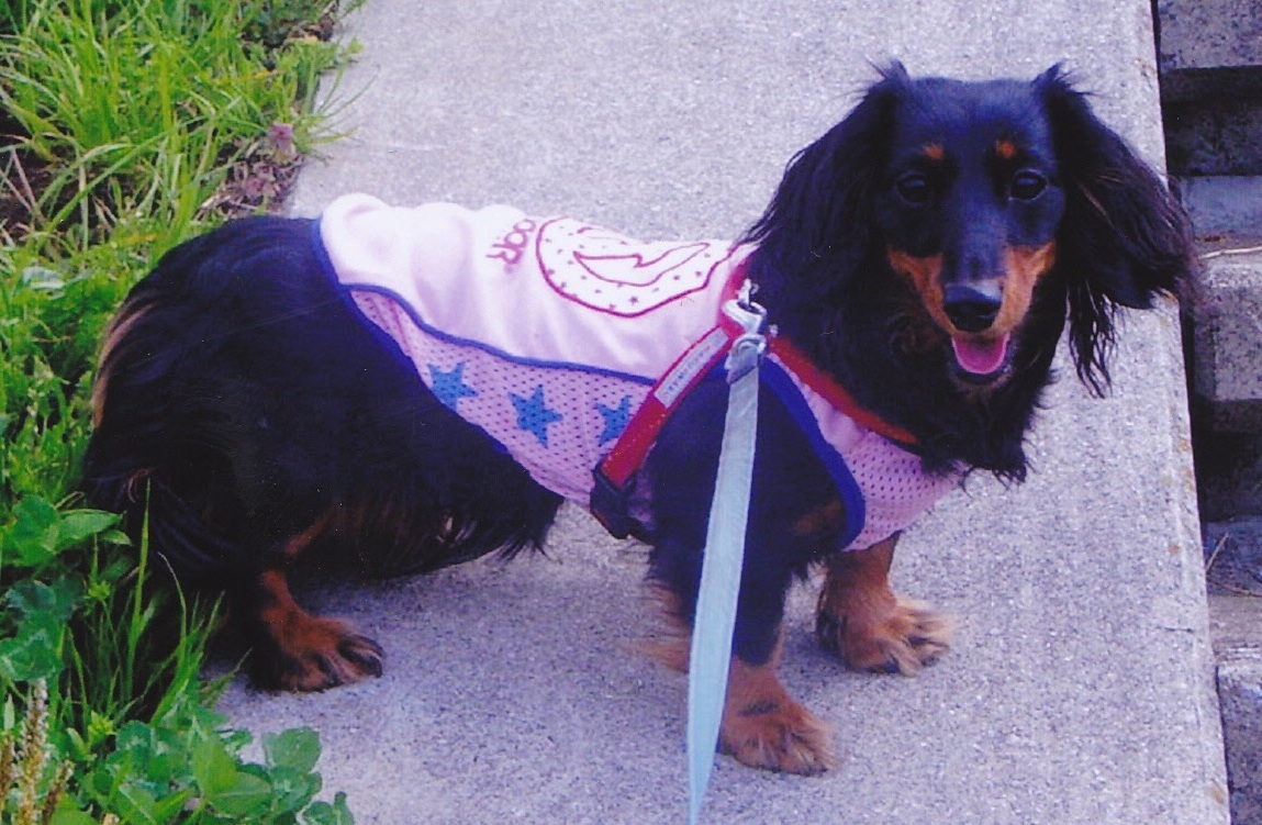 ピンクの服を着て全身が黒で鼻と足の先だけが茶色の愛犬（キティ）が立ち止まっている散歩の写真