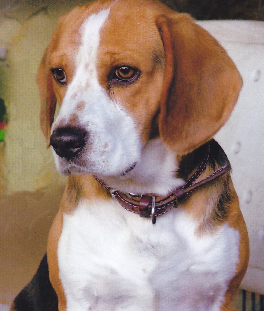 耳が垂れて白と茶色の模様の毛色で、首輪を付けた犬の顔から胸のあたりまでを撮ったアップ写真