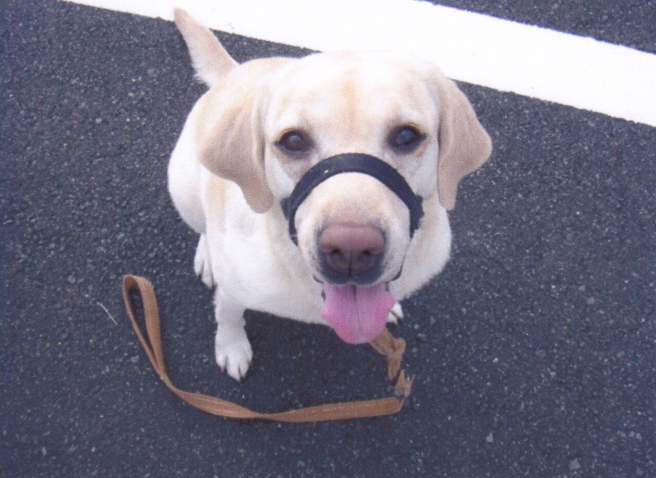 白色の毛色で覆われてリードをつけた犬が、道端でお座りをしながら上を見上げてカメラ目線になっている写真