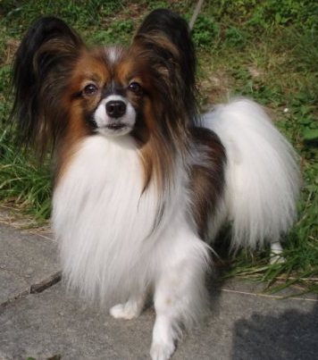 頭部分が茶色で胸やしっぽ部分が白色の毛色をし、耳がふさふさの犬を外で撮った写真