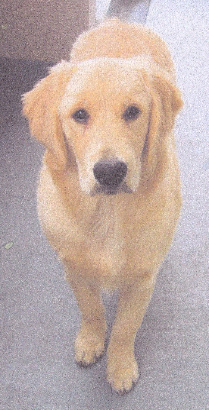 室内でじっと前を見ている薄茶色の愛犬（リアン）の写真