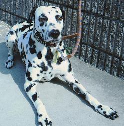 太いリードで繋がれ、ふせをしている白と黒のまだら模様の愛犬（ウララ）の写真