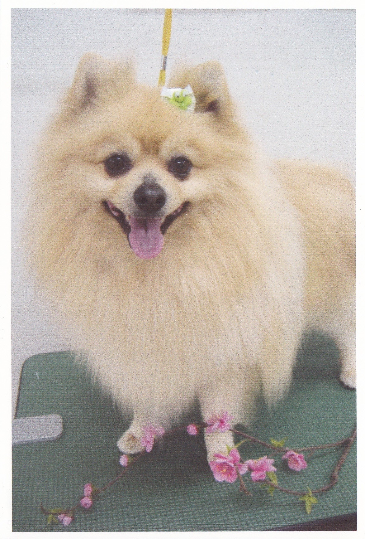 クリーム色のふわふわした毛で覆われた犬が下に置かれた梅の枝のそばに立ってこちらを向いている写真