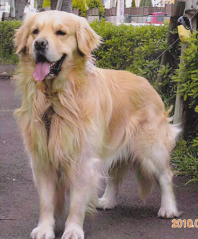 全身が薄い茶色をした愛犬（トム）が舌をだしながら颯爽と立っている写真