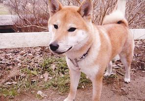 胸、腹、足の内側が白く、体全体が茶色の毛で覆われ、立ち耳と巻き尾が特徴の犬の写真