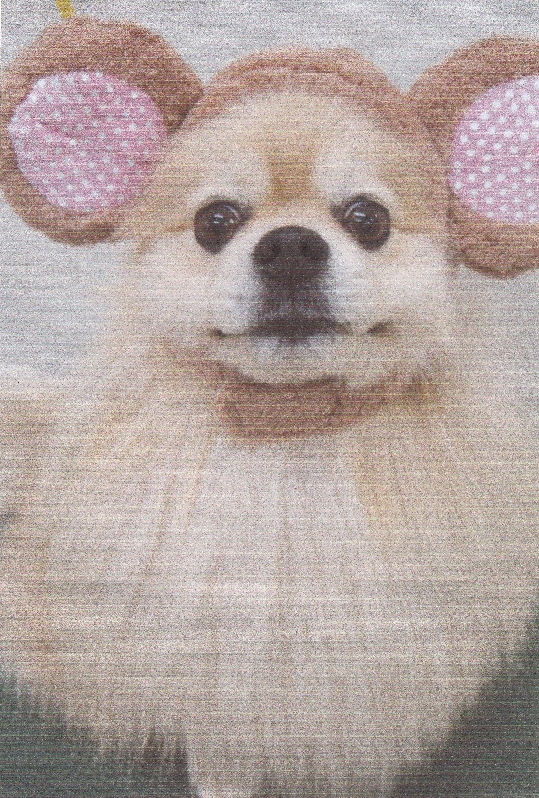 全身がクリーム色でサラサラの毛に覆われた犬が、丸い耳の被り物をしてカメラ目線で座っている写真