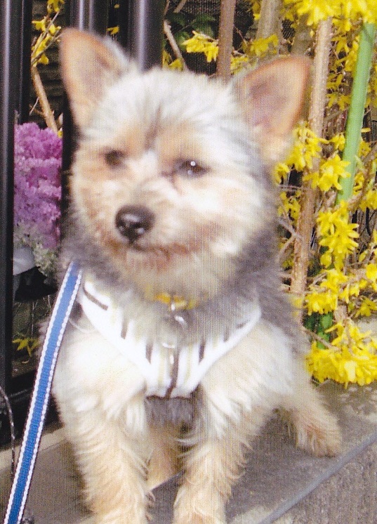 白い服を着てちょこんと座っている愛犬（ペペ）の写真