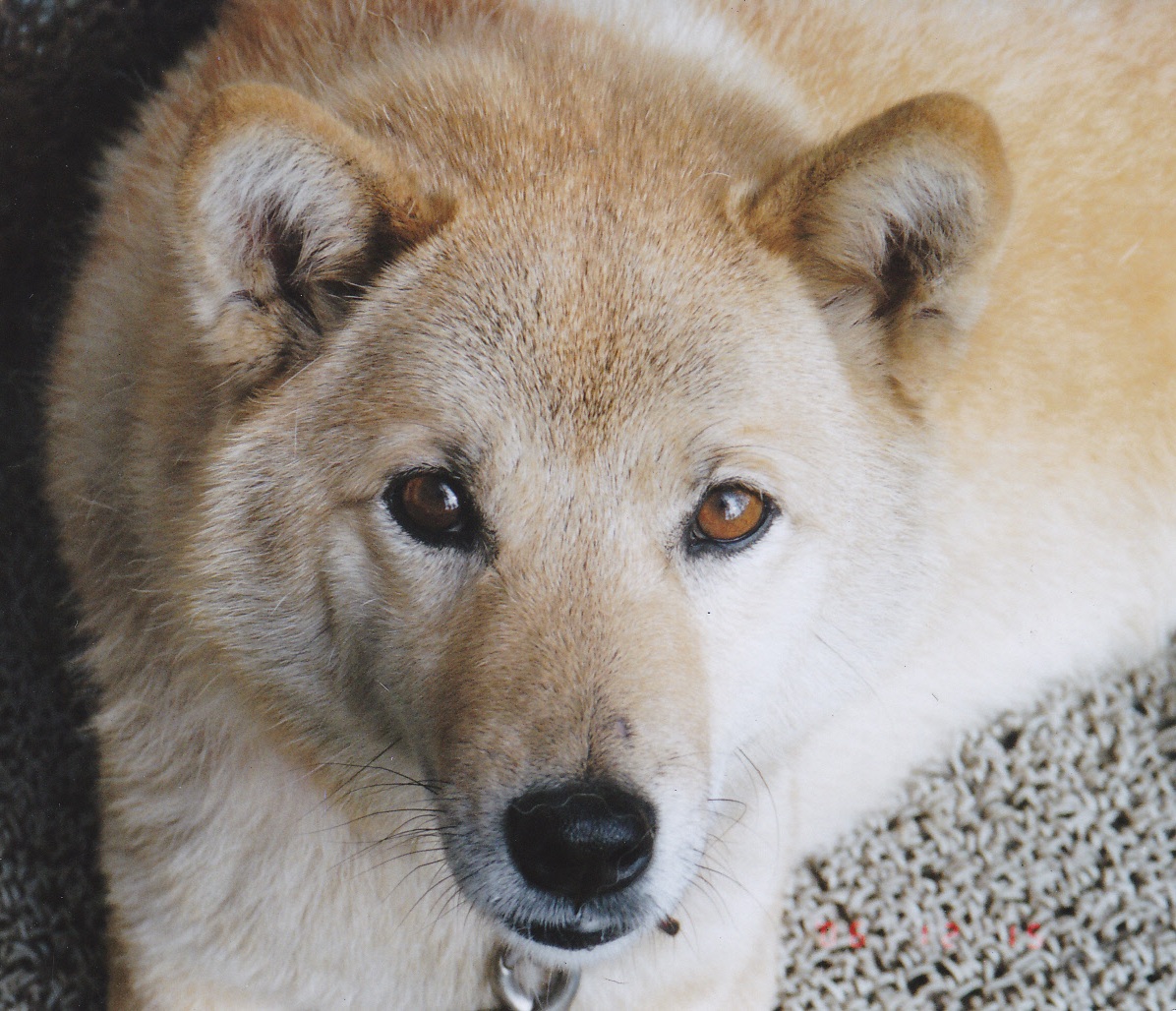 大きな目でじっとみている愛犬（コロ）のアップの写真