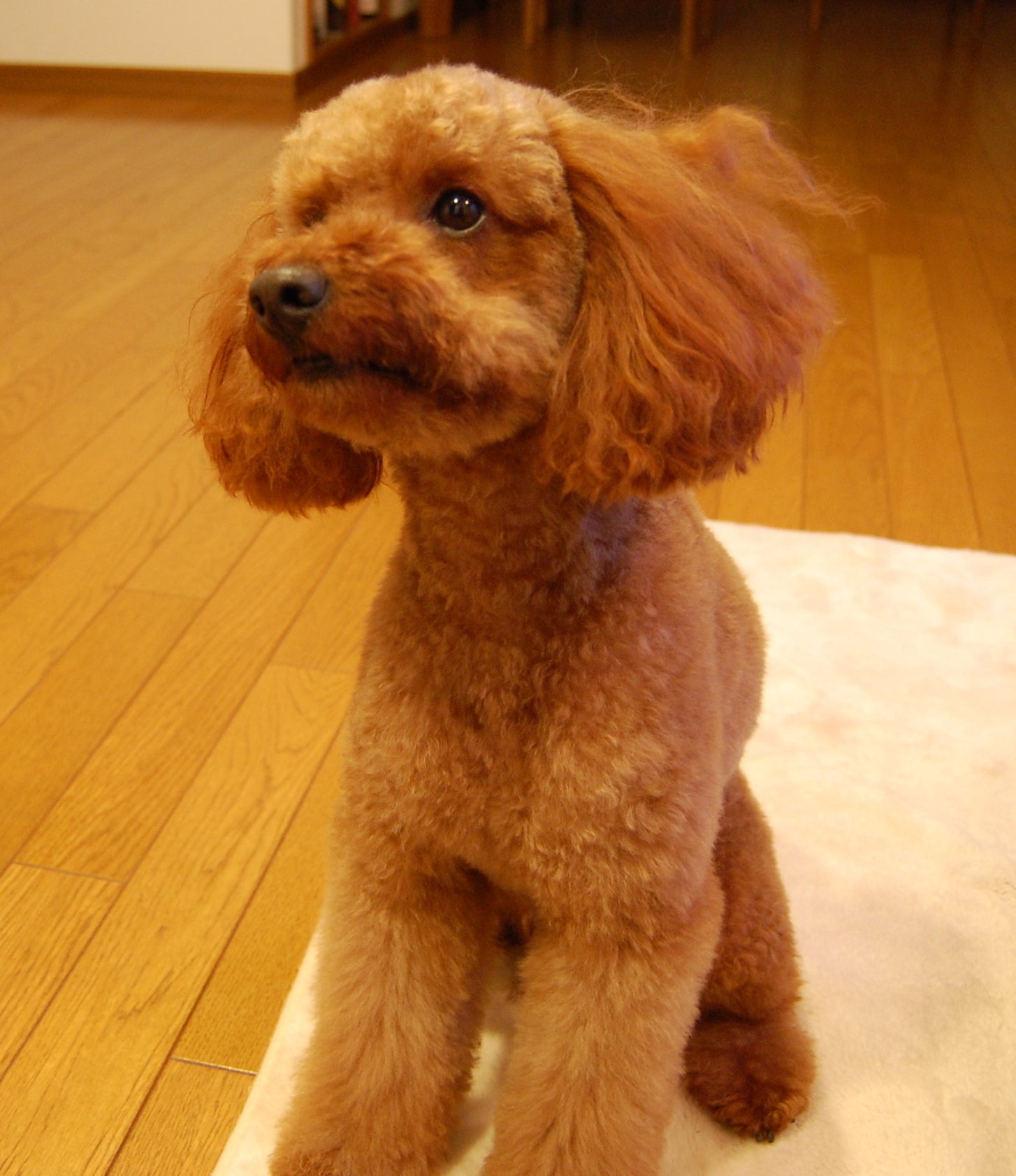 茶色のふわふわした毛で覆われて、きれいにトリミングされた犬がカーペットの上に座っている写真