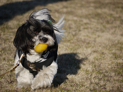 顔が黒色、体全体が白色で黄色い玩具のようなものを口に加えている犬の写真