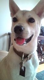 全身が白で耳がピンとたっている愛犬（しー）を写した写真
