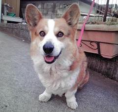 白と薄茶色の毛色で覆われた犬がピンク色のリードを付けて花壇の近くに座ってカメラ目線をしている写真