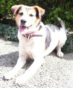 耳が茶色、全体が白で背中に黒い模様がある愛犬（クマ）が庭でふせをしている写真