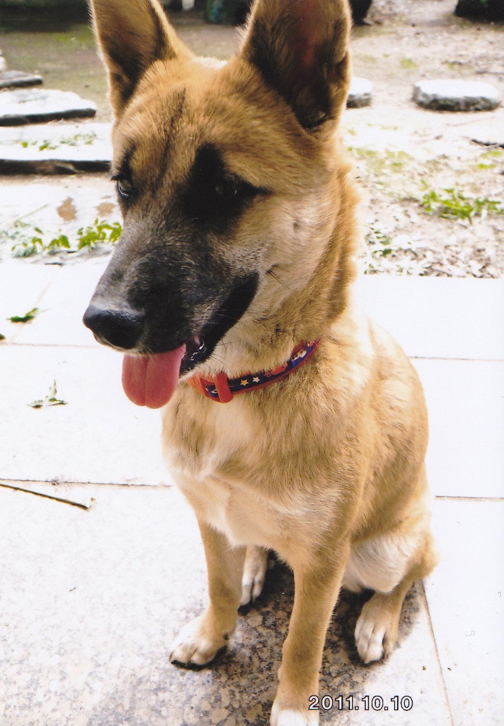 体全体が薄茶色で顔付近が黒色の毛色をした犬が、飛び石が敷かれた庭を背景に座っている写真