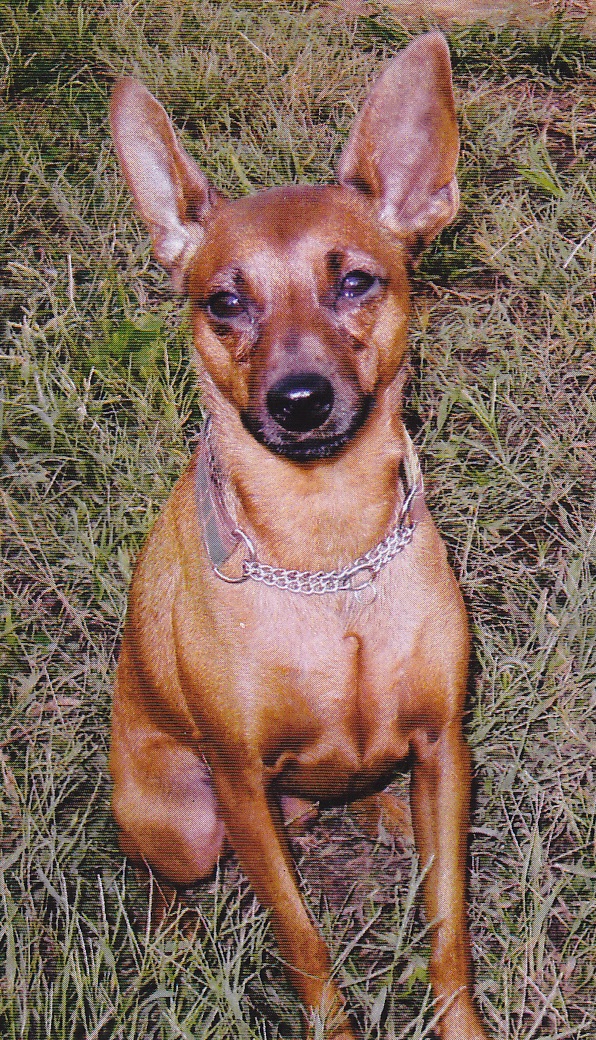 庭で座っている全身が茶色の愛犬（マカナニ）の写真