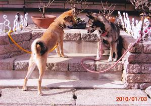 茶色と黒色をした2匹の犬が、レンガを積んだ水場にリードで繋がれている写真
