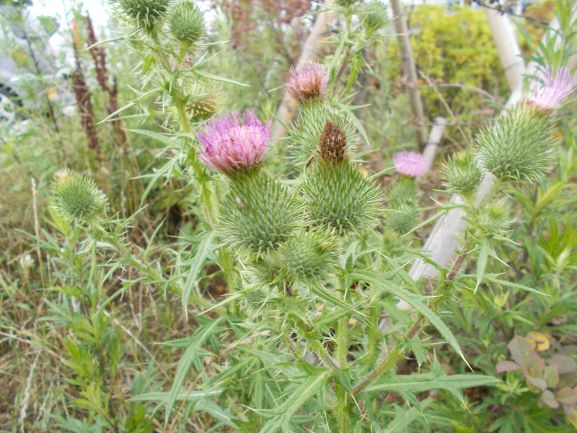 草が生い茂る野原に、葉っぱや茎に鋭いトゲが生え先端に紫色のふさふさした花が咲いているアメリカオニアザミの写真