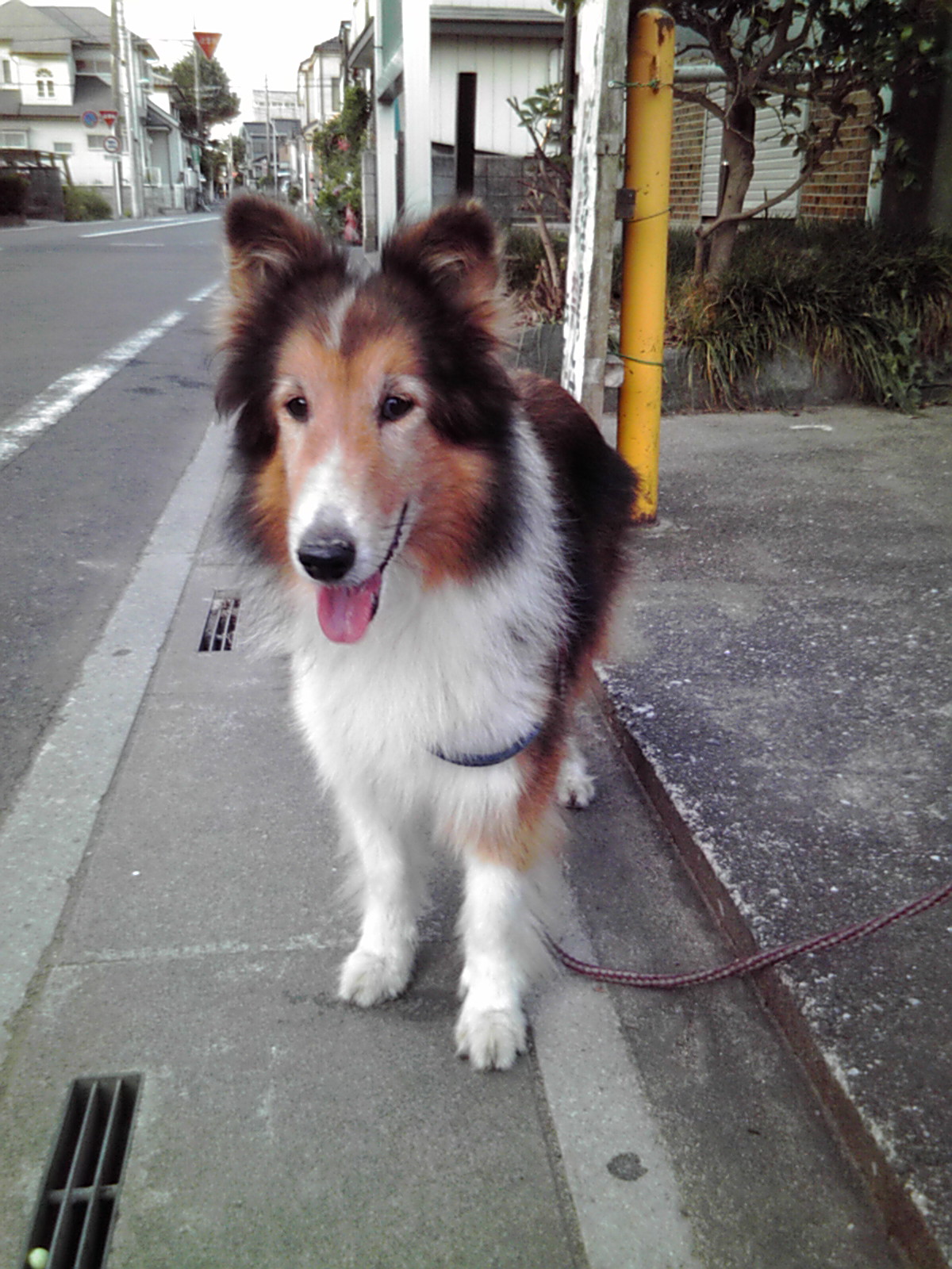 顔が茶色で前足部分が白色の毛色の犬を道端で撮った写真