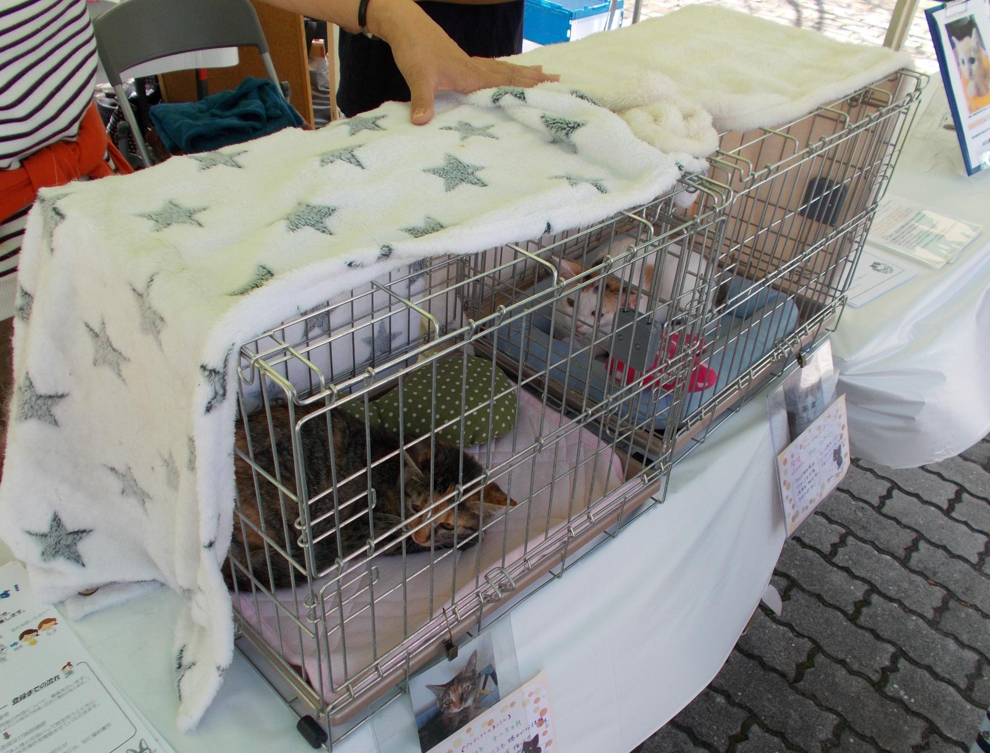 保護猫譲渡会