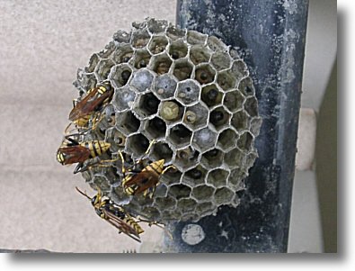 4匹のアシナガバチがお椀を伏せたような形の巣に止まっている写真