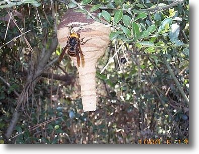 1匹のスズメバチがトックリを逆さにしたような形の巣に止まっている写真